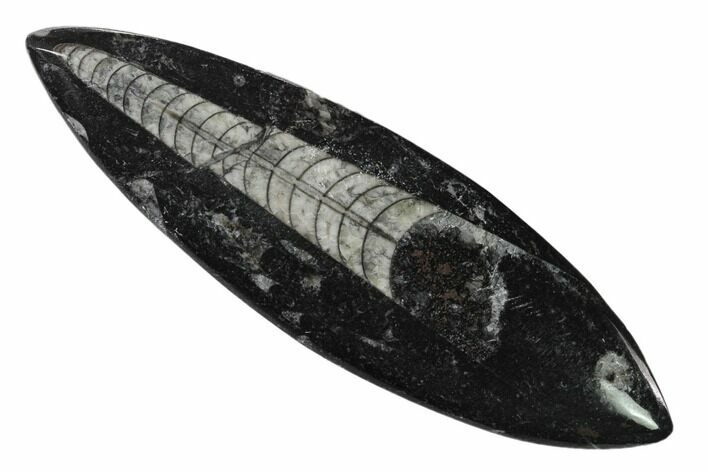 Polished Fossil Orthoceras (Cephalopod) - Morocco #138298
